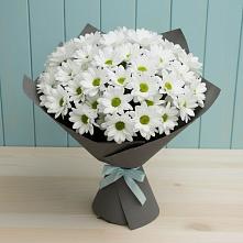 Букет цветов из:  Хризантемы в Новая Жизни