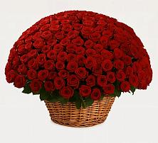 Премиум букет из: Розы в Новая Жизни